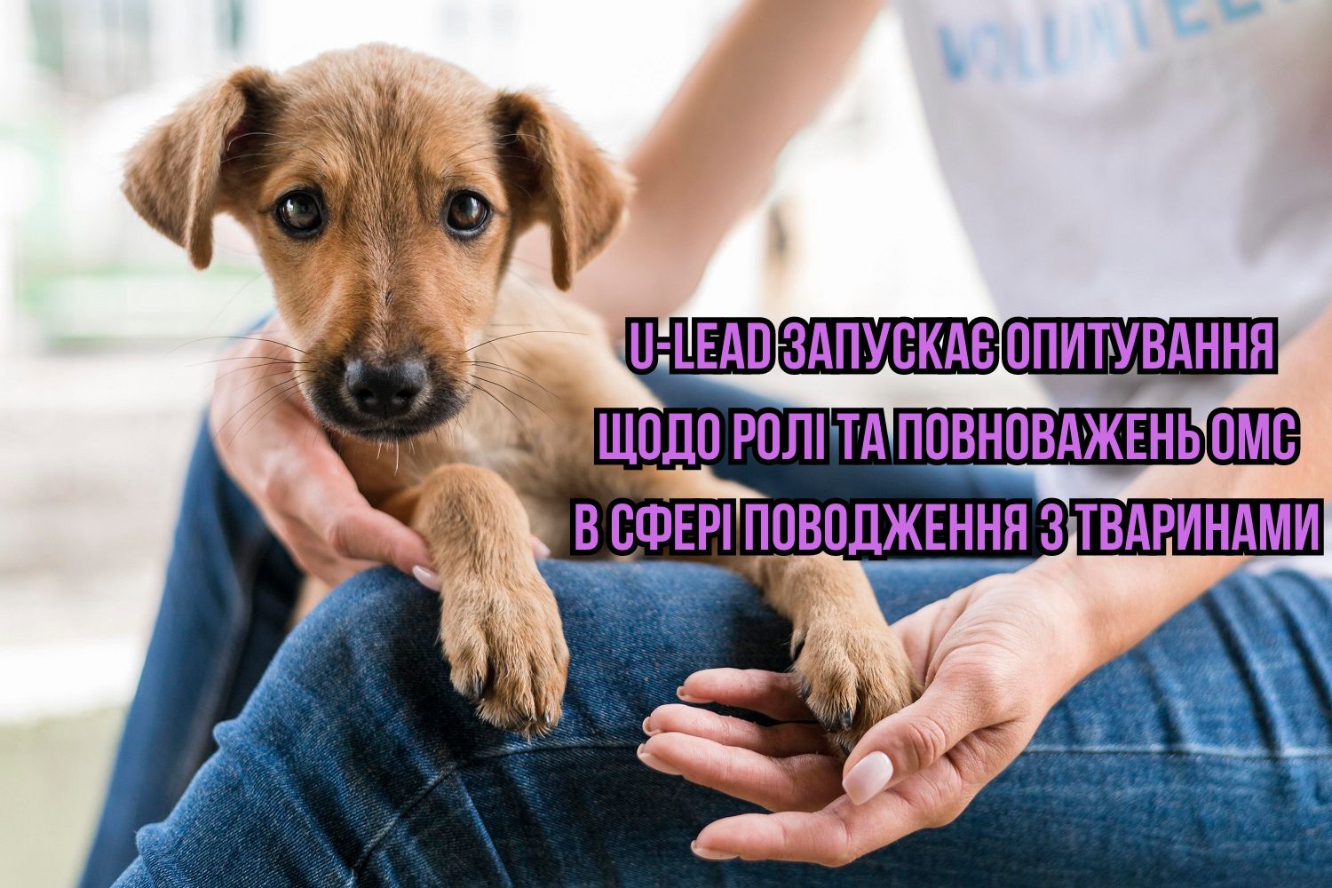 U-LEAD запускає опитування щодо ролі та повноважень ОМС в сфері поводження з тваринами